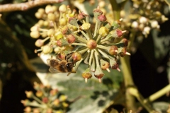 Araliaceae. Hiedra. Hedera