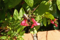 Lamiaceae. Hierbabuena. Menta. Spicata