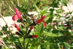 Lamiaceae. Hierbabuena. Menta. Spicata