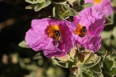 Cistaceae. Jara blanca. Cistus albidus