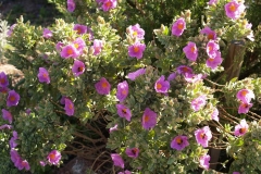Cistaceae. Jara blanca. Cistus albidus