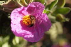 Cistaceae. Jara blanca. Cistus albidus