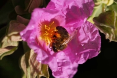 Cistaceae. Jara blanca. Cistus albidus