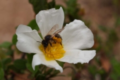 Cistaceae. Jara negra. Cistus monspeliensis