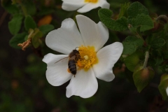 Cistaceae. Jara negra. Cistus monspeliensis