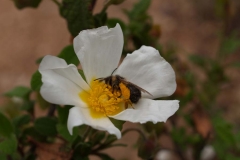 Cistaceae. Jara negra. Cistus monspeliensis