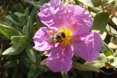 Cistaceae. Jara blanca. Cistus albidus