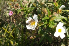 Cistaceae. Jara negra. Cistus monspeliensis