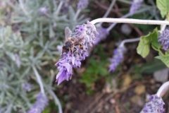 Lamiaceae. Lavanda. Espigol. Lavandula