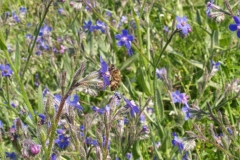 Boraginaceae. Lengua de buey. Anchusa azurea