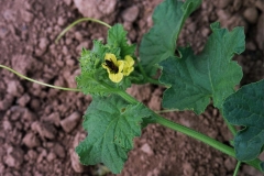 Cucurbitaceae. Melón. Cucumis melo