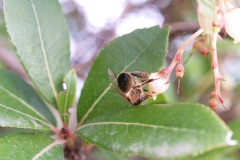 Ericaceae. Madroño. Arbustus unedo