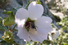 Malvaceae. Malva. Lavatera