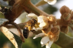 Rosaceae. Nispero. Nesprer.  Eriobotrya japónica