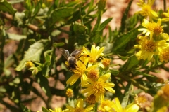 Araliaceae. Olivarda. Dittrichia viscosa