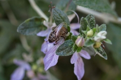 Lamiaceae. Olivilla. Teucrium fruticans.