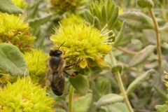 Lamiaceae