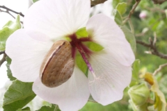 Malvaceae. Malva. Lavatera