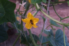 Cucurbitaceae. Pepino. Cucumis sativus