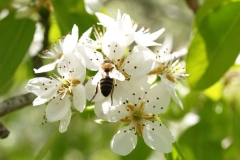 Rosaceae. Peral. Pyrus communis