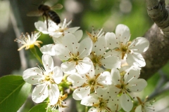 Rosaceae. Peral. Pyrus communis