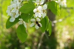 Rosaceae. Peral. Pyrus communis