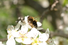 Rosaceae. Peral. Pyrus communis