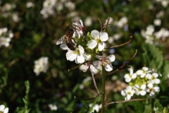 Brasicaceae. Rabaniza. Rabanell. Diplotaxis erucoides