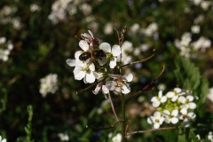Brasicaceae. Rabaniza. Rabanell. Diplotaxis erucoides