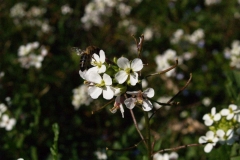 Brasicaceae. Rabaniza. Rabanell. Diplotaxis erucoides