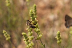 Lamiaceae. Rabo de gato. Sideritis