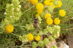 Lamiaceae. Rabo de gato. Sideritis