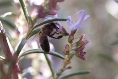 Lamiaceae. Romero. Romer o romaní. Rosmarinus