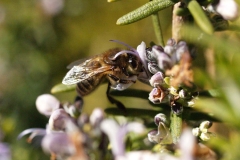 Lamiaceae. Romero. Romer o romaní. Rosmarinus