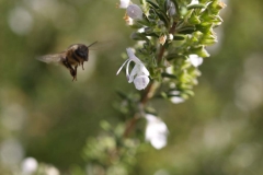 Lamiaceae. Romero. Romer o romaní. Rosmarinus