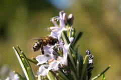 Lamiaceae. Romero. Romer o romaní. Rosmarinus