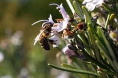 Lamiaceae. Romero. Romer o romaní. Rosmarinus