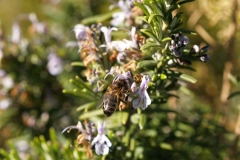 Lamiaceae. Romero. Romer o romaní. Rosmarinus