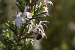 Lamiaceae. Romero. Romer o romaní. Rosmarinus