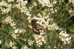 Leguminosae. Socarrillo. Mosqueruela. Dorycnium pentaphylum