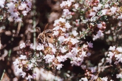 Lamiacea. Tomillo. Timó. Thymus vulgaris
