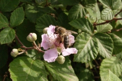 Rosaceae. Zarza. Esbarzer. Rubus