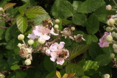 Rosaceae. Zarza. Esbarzer. Rubus
