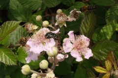 Rosaceae. Zarza. Esbarzer. Rubus