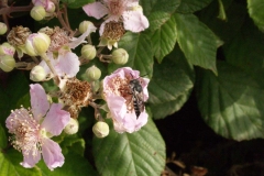 Rosaceae. Zarza. Esbarzer. Rubus