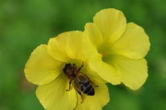 Oxalidaceae. Acedera. Agret. Oxalis pes caprae