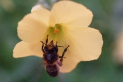 Oxalidaceae. Acedera. Agret. Oxalis pes caprae