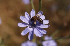Araliaceae. Achicoria. Cichorium intybus