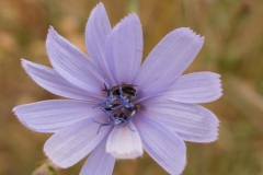 Araliaceae. Achicoria. Cichorium intybus