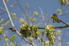 Sapindaceae. Arce. Acer